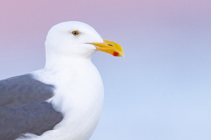 The head of a Western Gull
