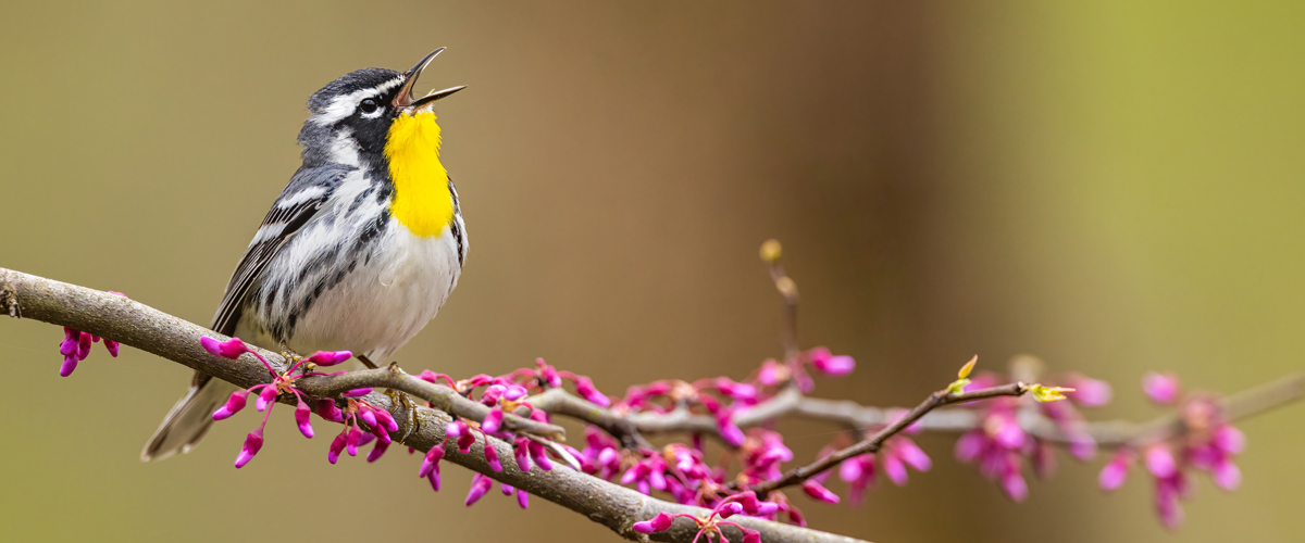 A small bird with a bright yellow throat perches on a flowering branch, singing