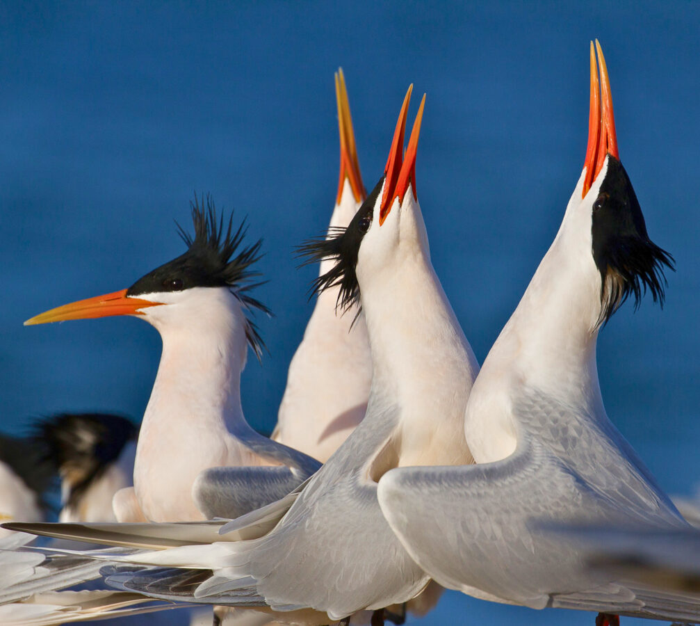 A group of sleek, black-capped seabirds tilting their heads back and calling skyward, with bright orange bills wide open.