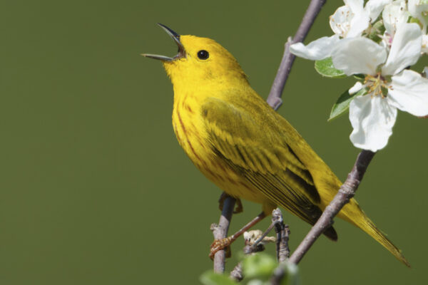 Northern Yellow Warbler
