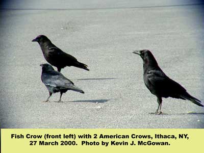 Three crows stand on pavement in full daylight. The bird in the front left appears slightly smaller with a shorter bill.