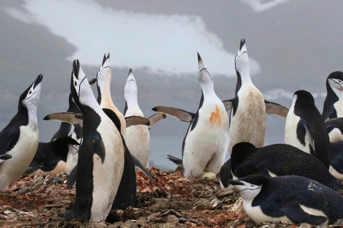 A colony of black-and-white penguins gathered on rocky ground, some standing tall with heads pointed skyward and flippers raised.