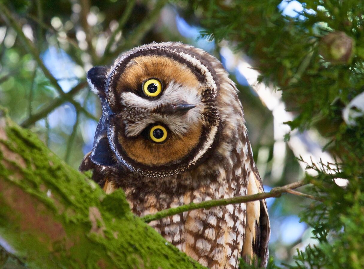 An owl with bright yellow eyes and bold facial markings perches on a branch, head tilted sideways in a curious posture.