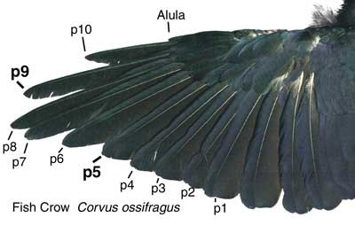 Spread wing of a Fish Crow showing primary feathers labeled p1–p10, with a noticeable gap between p5 and p6. The alula is visible.