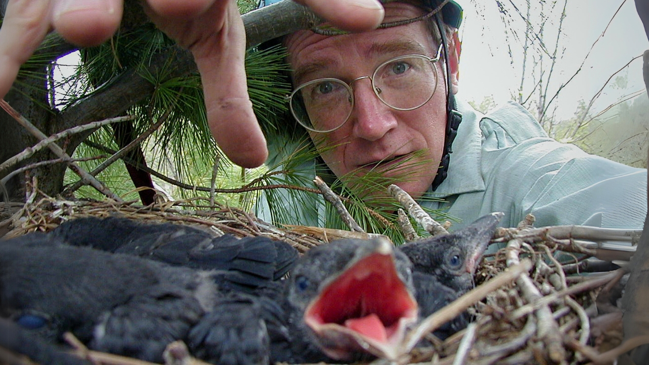 Kevin reaching into a nest with fuzzy American Crow nestlings, one facing the camera with its beak wide open.