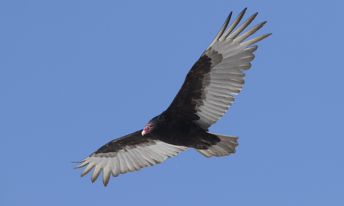 Turkey Vulture soaring