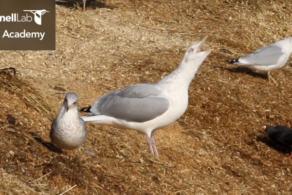 Watch gull behavior video.