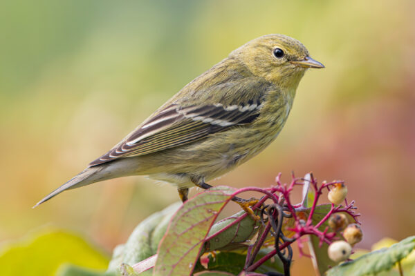 A warbler with white winbars and a gray line through the eye perches on a leaf.