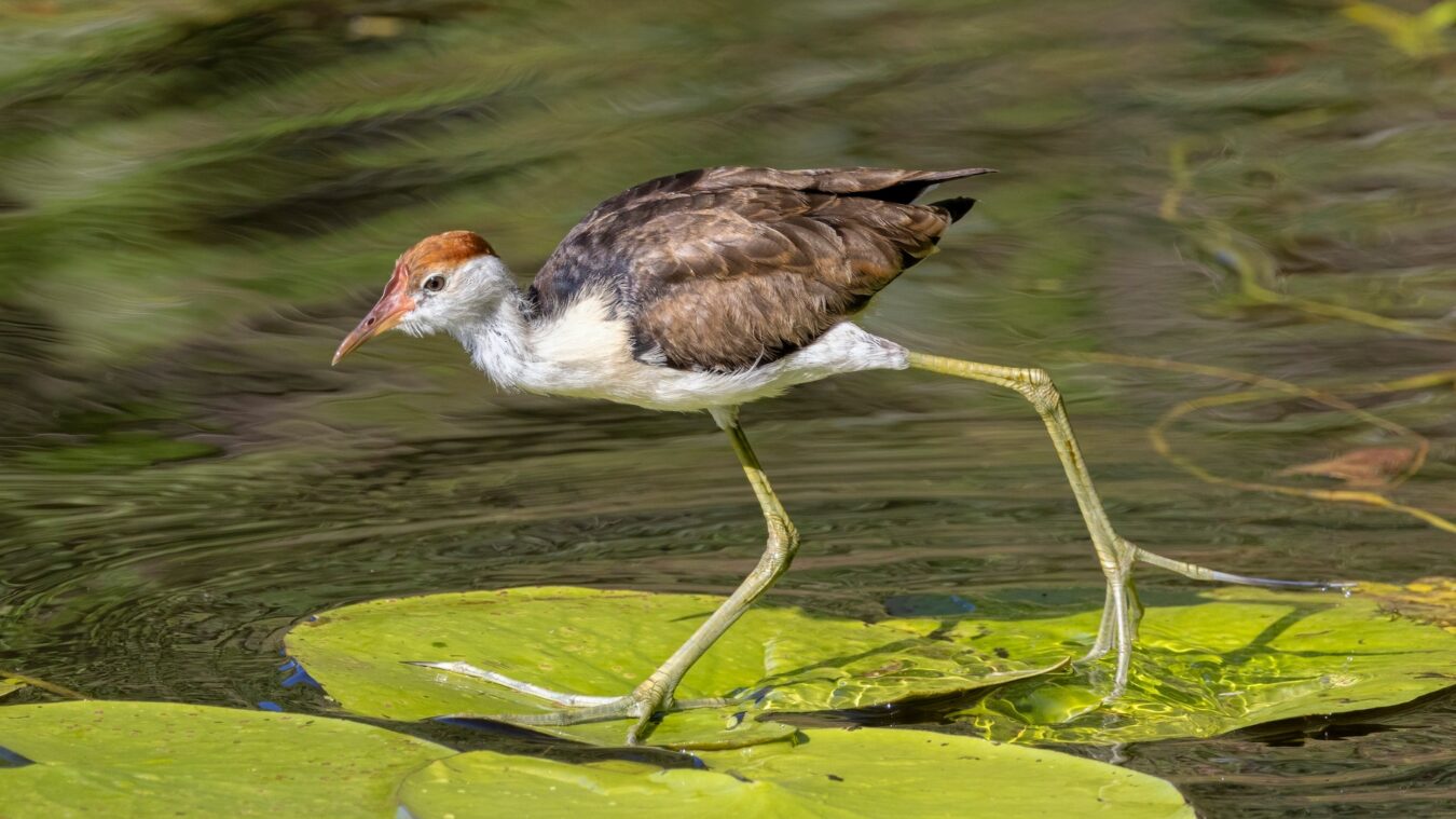 A long-legged bird steps across floating lily pads on water.