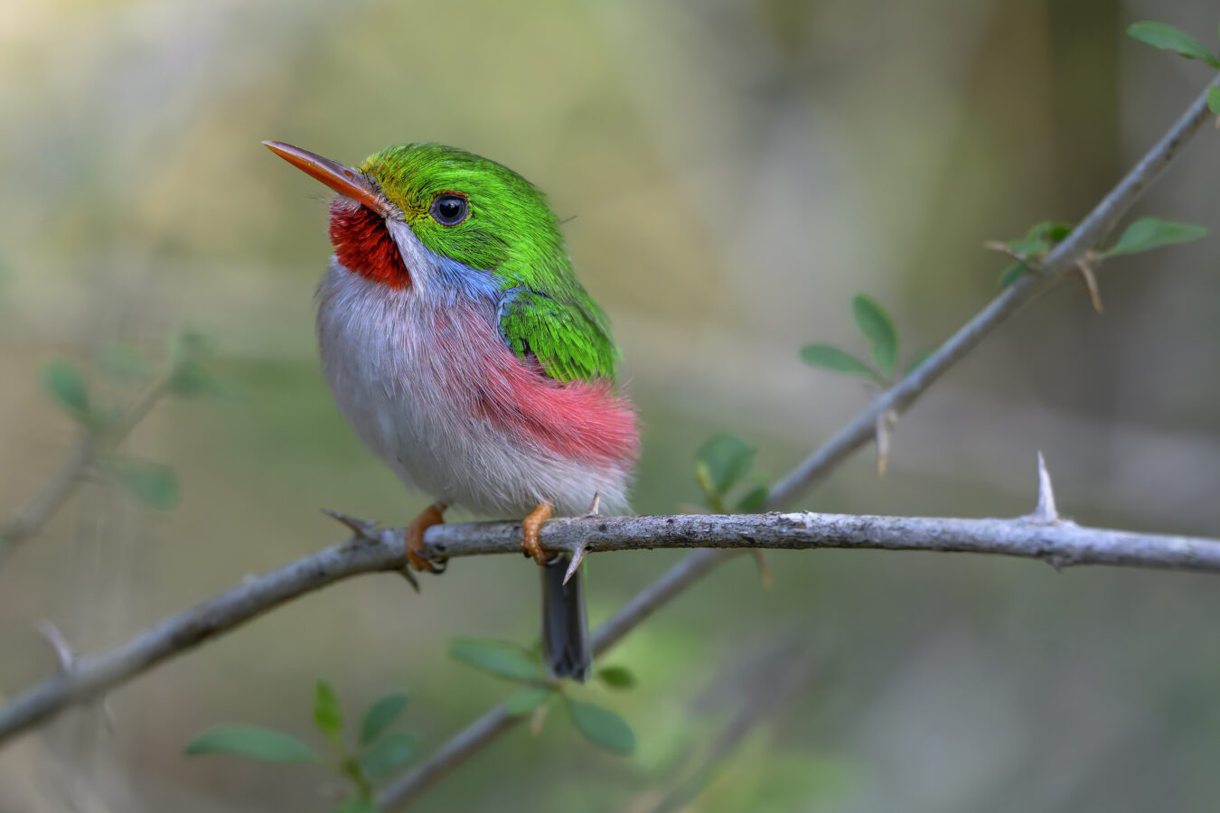 Cuban Tody perched on a branch