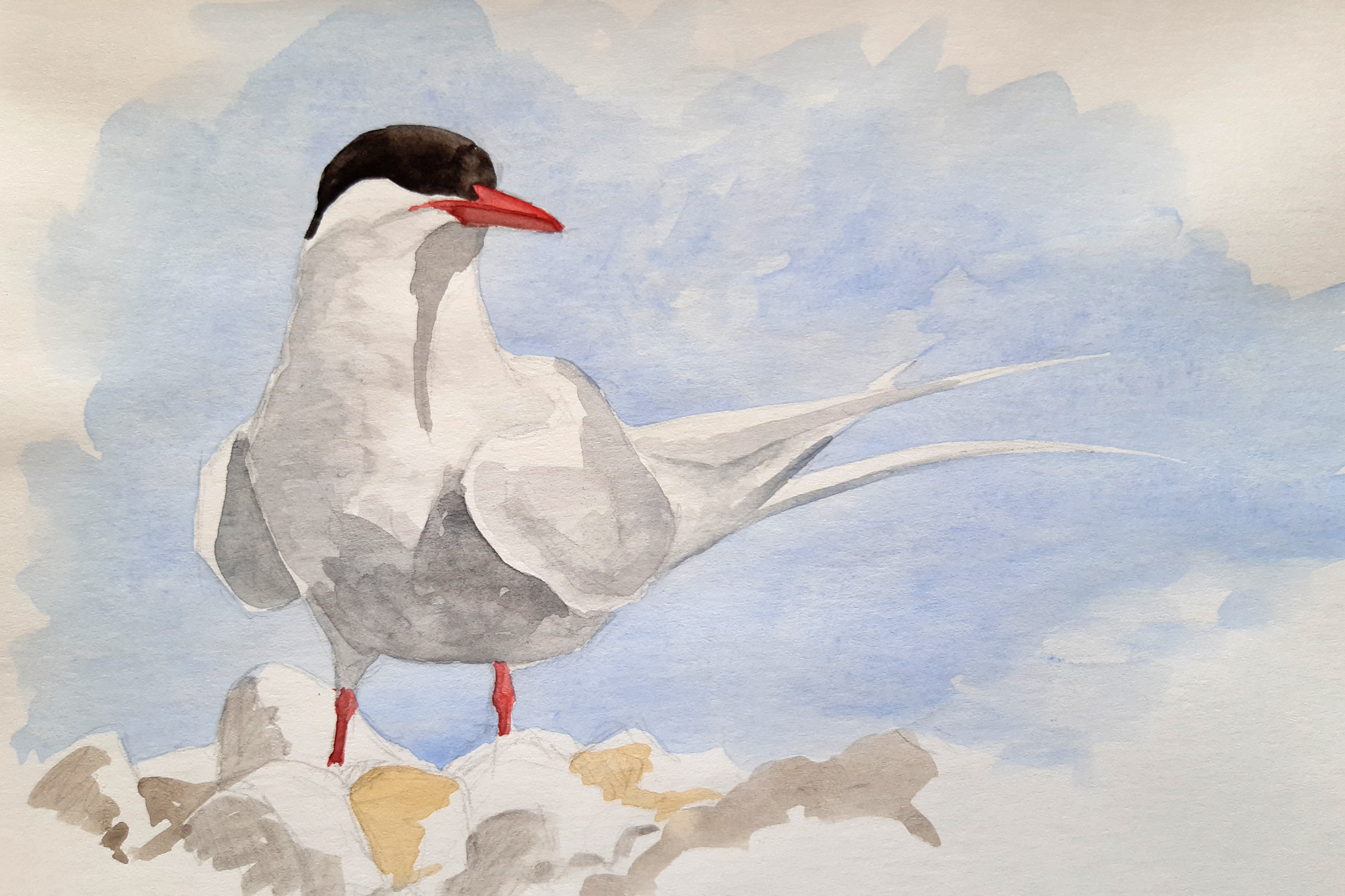 Share your Birdy Inspiration discussion board