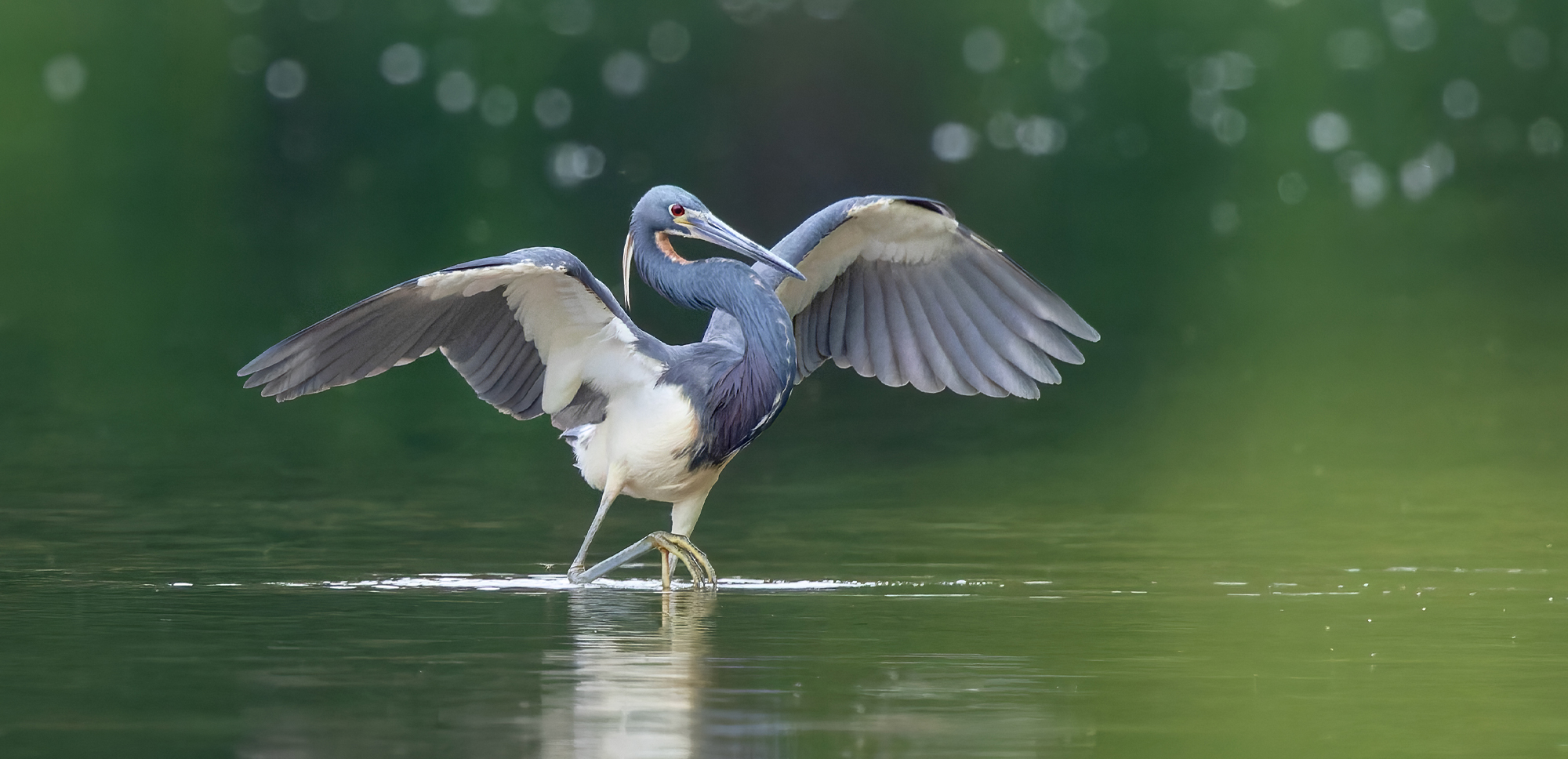 A bird with wide wings and a long neck and bill wades in shallow water, its wings spread.