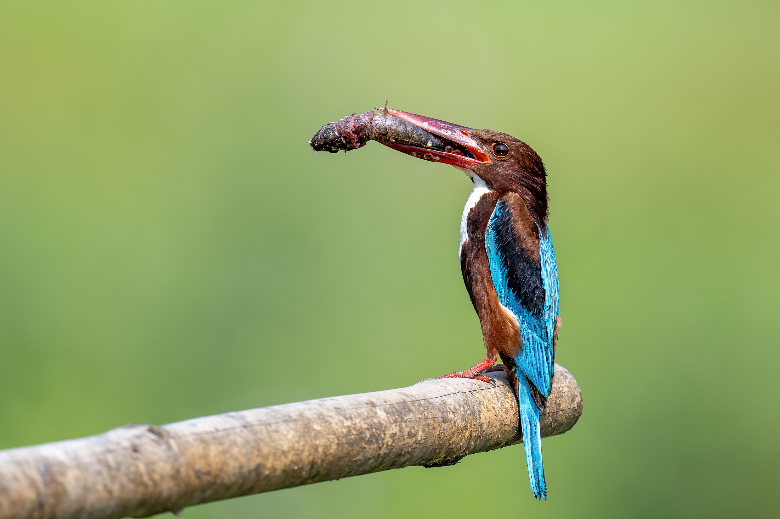 A bird holds prey in its long, heavy bill, perching on the end of a branch.
