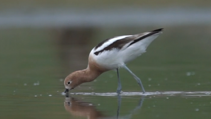 American Avocet