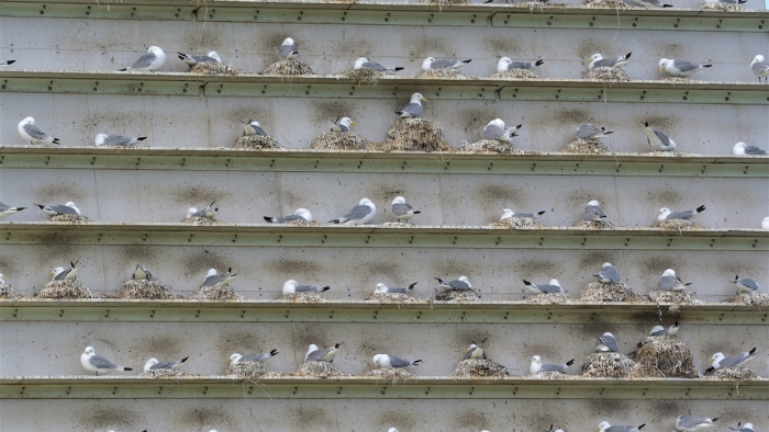 Black-legged Kittiwake