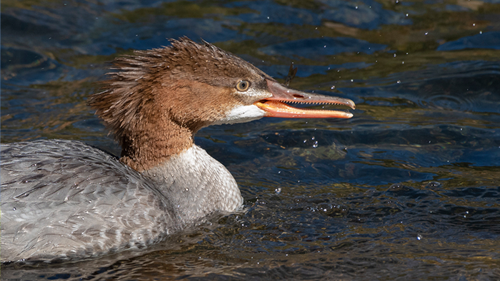 Common Merganser