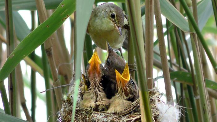 Common Reed Warbler