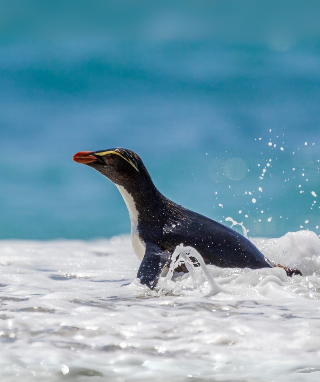 A penguin with a yellow eyebrow stripe splashes through ocean waves.