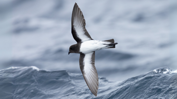 Gray-backed Storm-Petrel