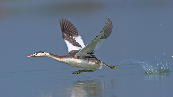 Great Crested Grebe