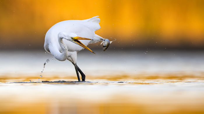 Great Egret