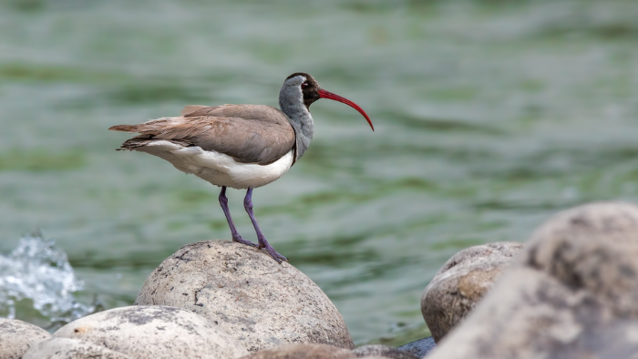 Ibisbill