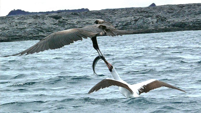 Magnificent Frigatebird