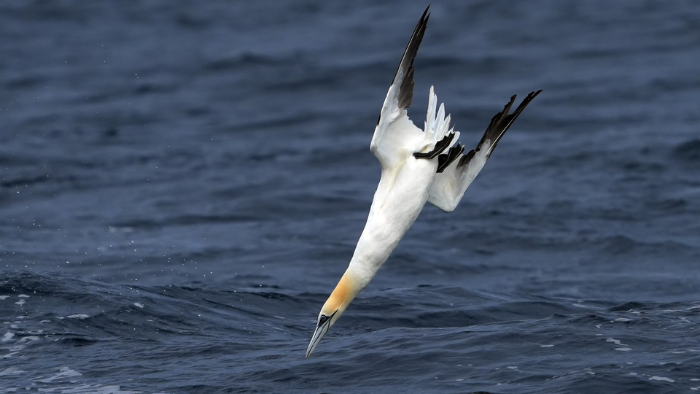 Northern Gannet