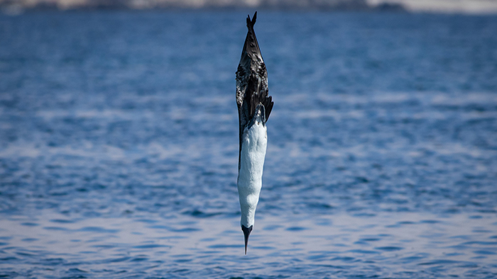 Peruvian Booby