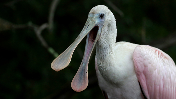 Roseate Spoonbill
