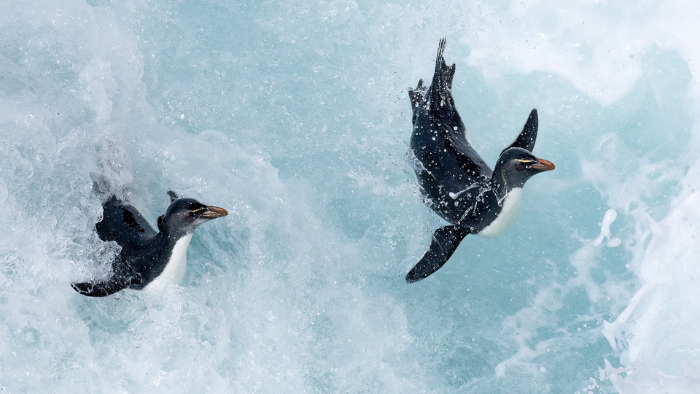 Southern Rockhopper Penguin