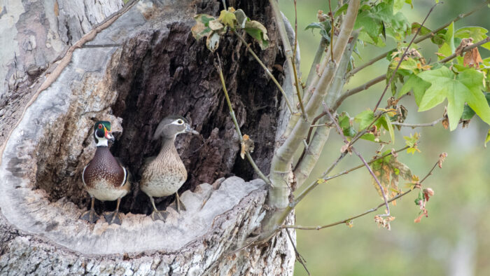 Wood Duck