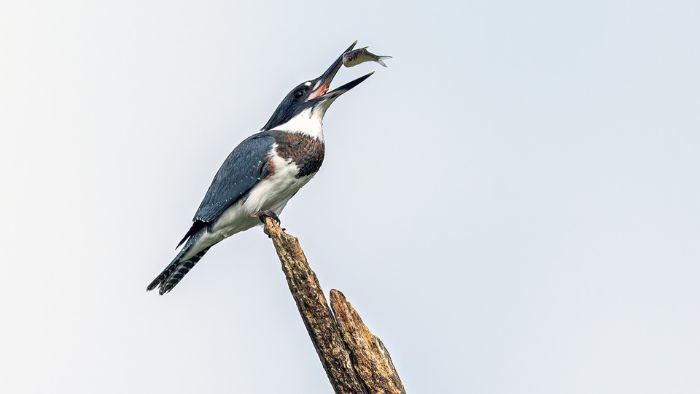Belted Kingfisher