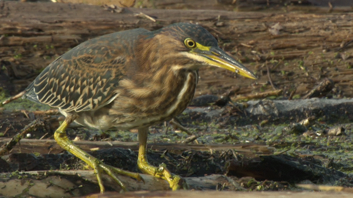 Green Heron