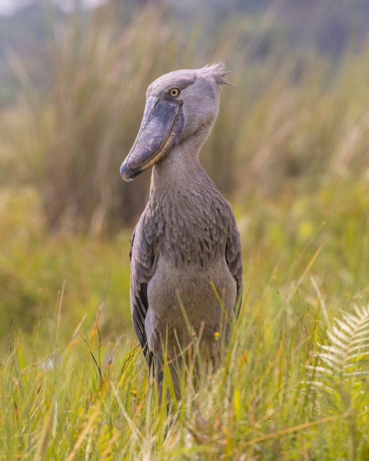 Tall gray bird with a thick, shoe-shaped bill standing in tall grass.