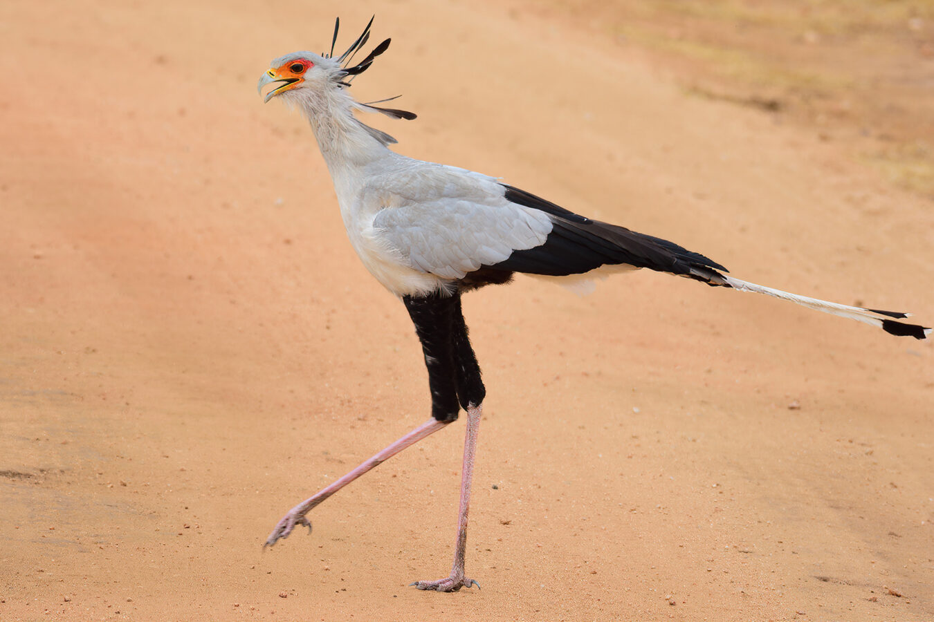 A bird with a crest of feathers and long legs stands on the dusty ground.