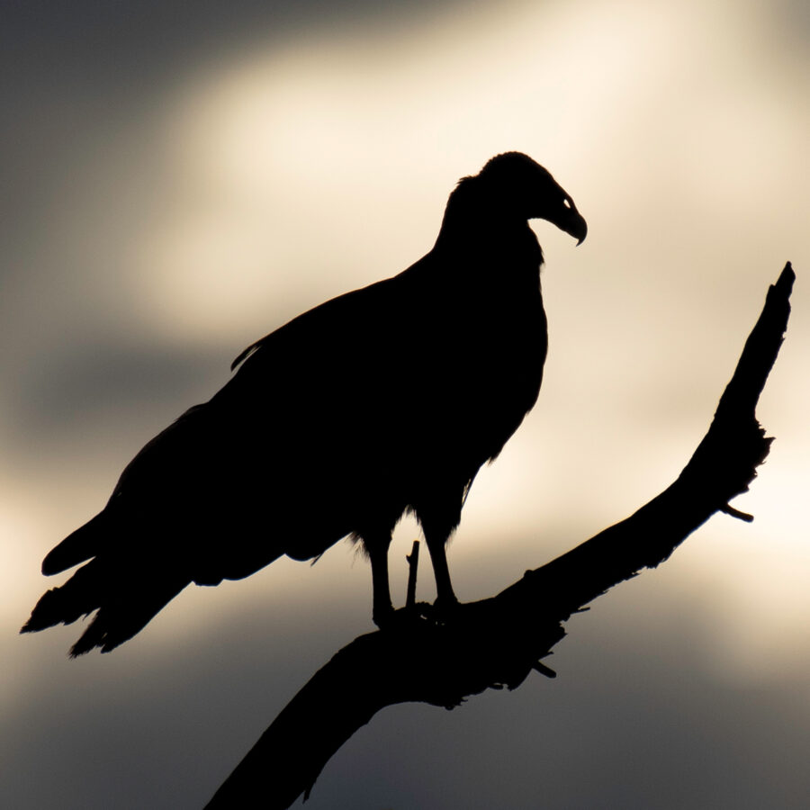 Silhouette of a large bird perched on a bare branch against a cloudy sky at golden hour.