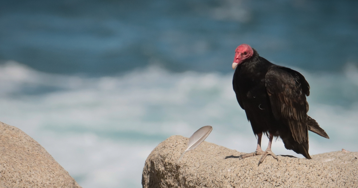 In Defense of Turkey Vultures | Bird Academy • The Cornell Lab