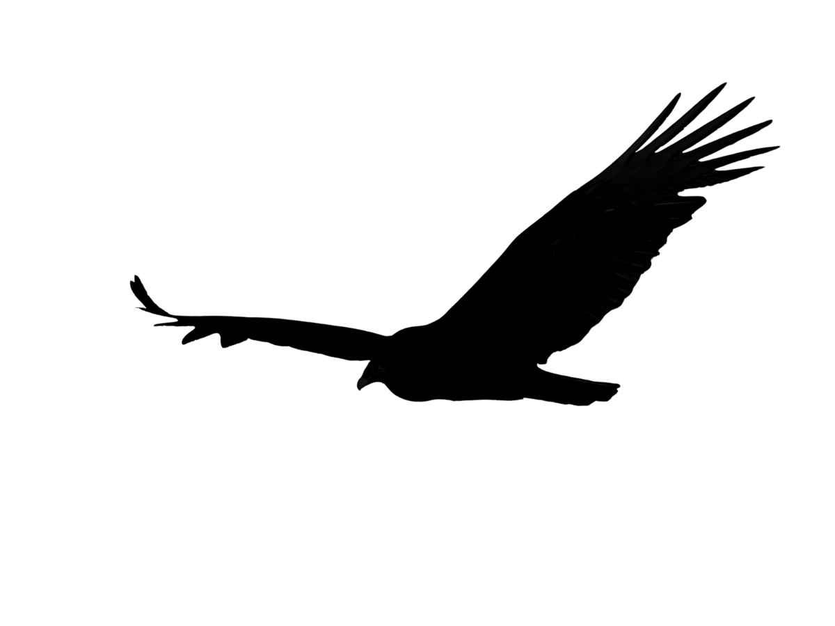 Silhouette of a turkey vulture gliding with its wings held in a shallow dihedral.