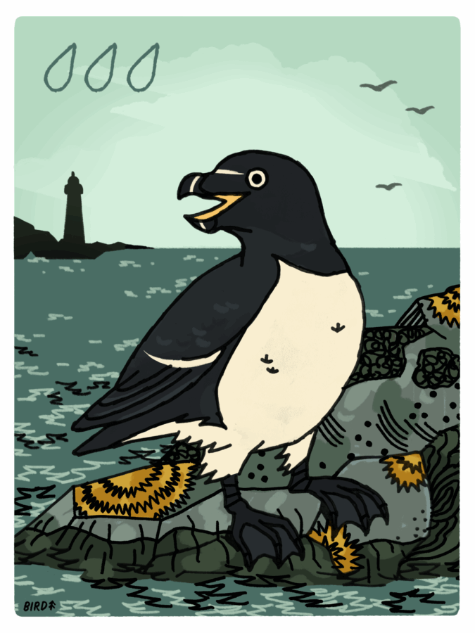 A seabird stands on lichen-covered rocks