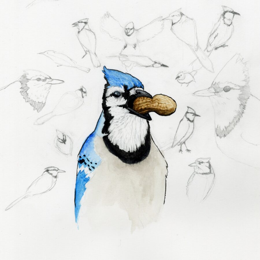 A watercolor Blue Jay holding a peanut, surrounded by pencil sketches of Blue Jays.