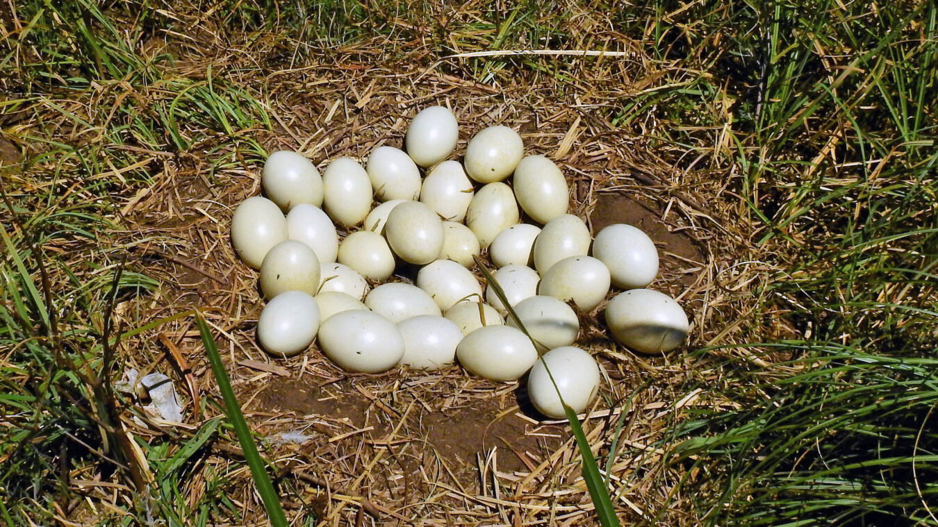 large number of large white eggs in a minimal nest on the ground
