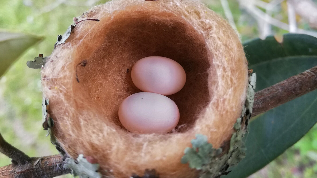 two evenly shaped white eggs in a soft cup nest