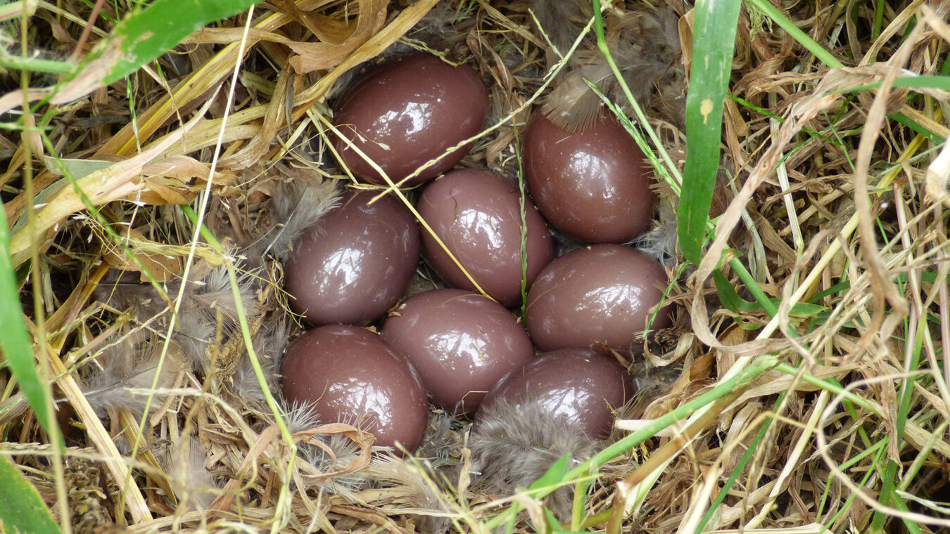 shiny brown eggs in a nest in grass