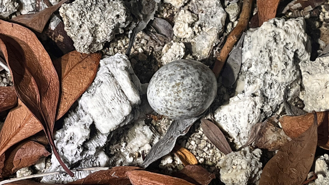a speckled egg on rocks