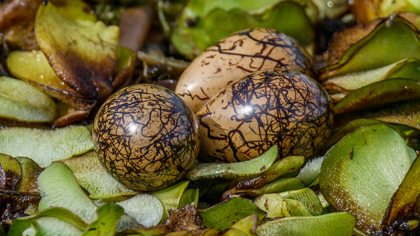 light brown eggs with dark brown marbling on leaves