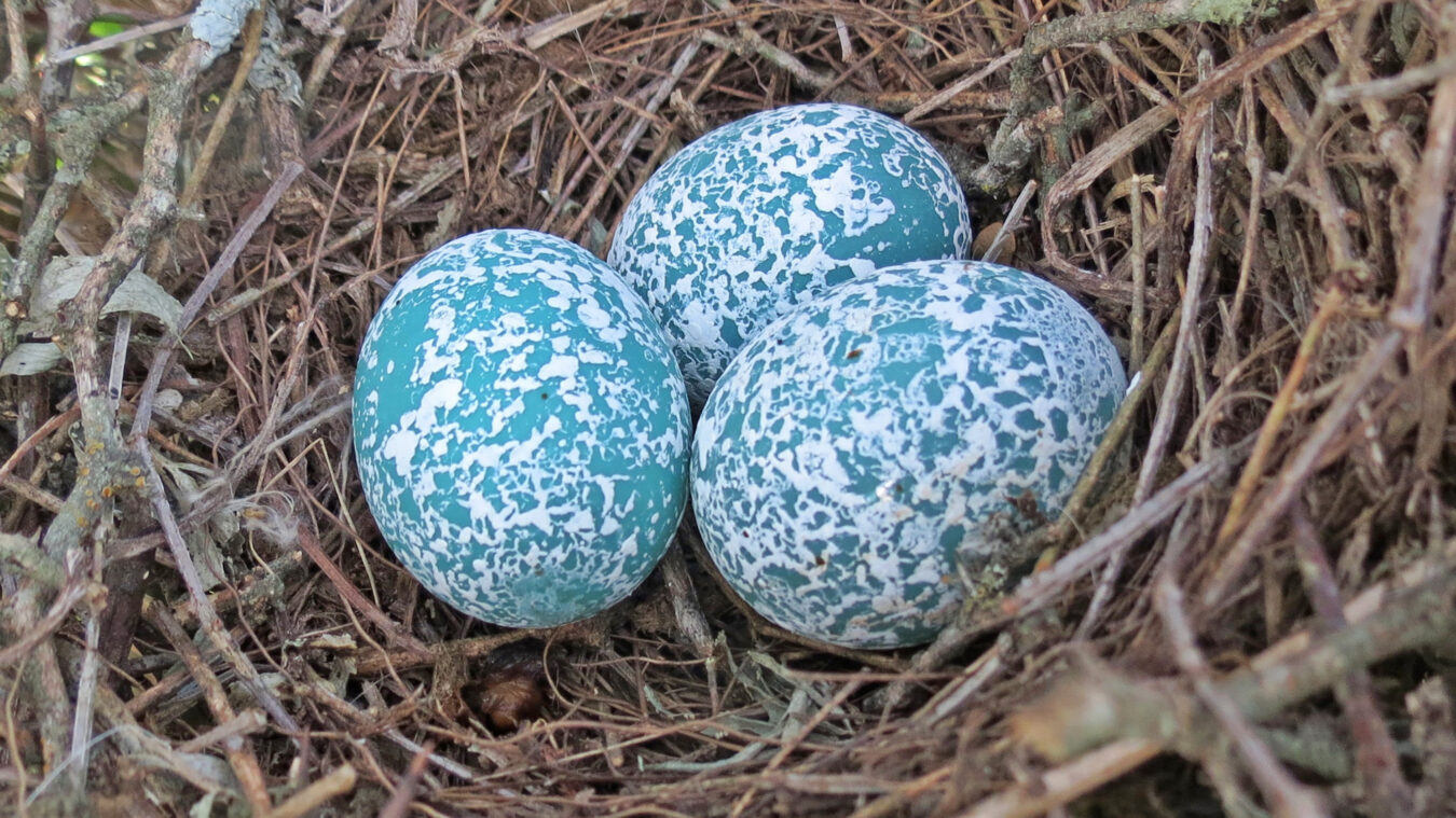 teal blue eggs with white latticing
