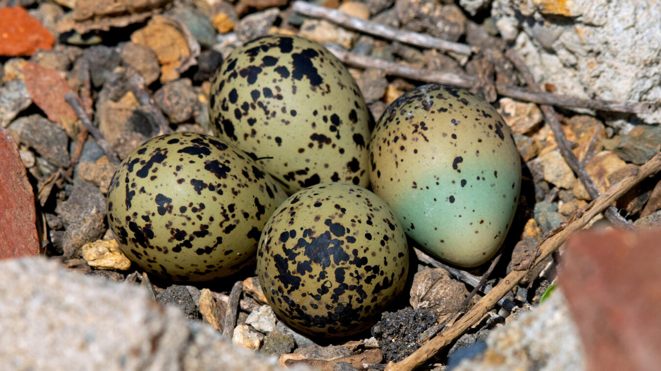 olive blue eggs with dark brown mottling on rocks