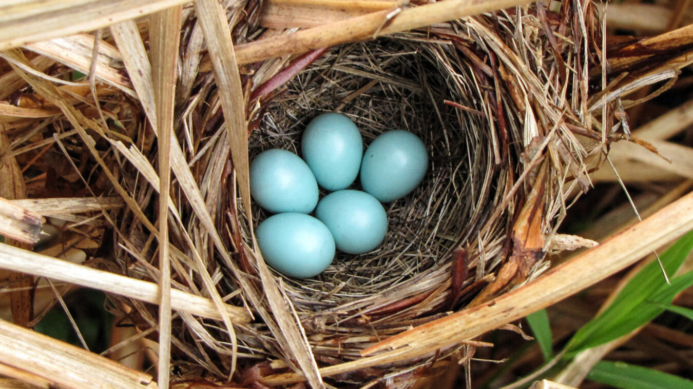light blue eggs in a cup nest on dried vegetation