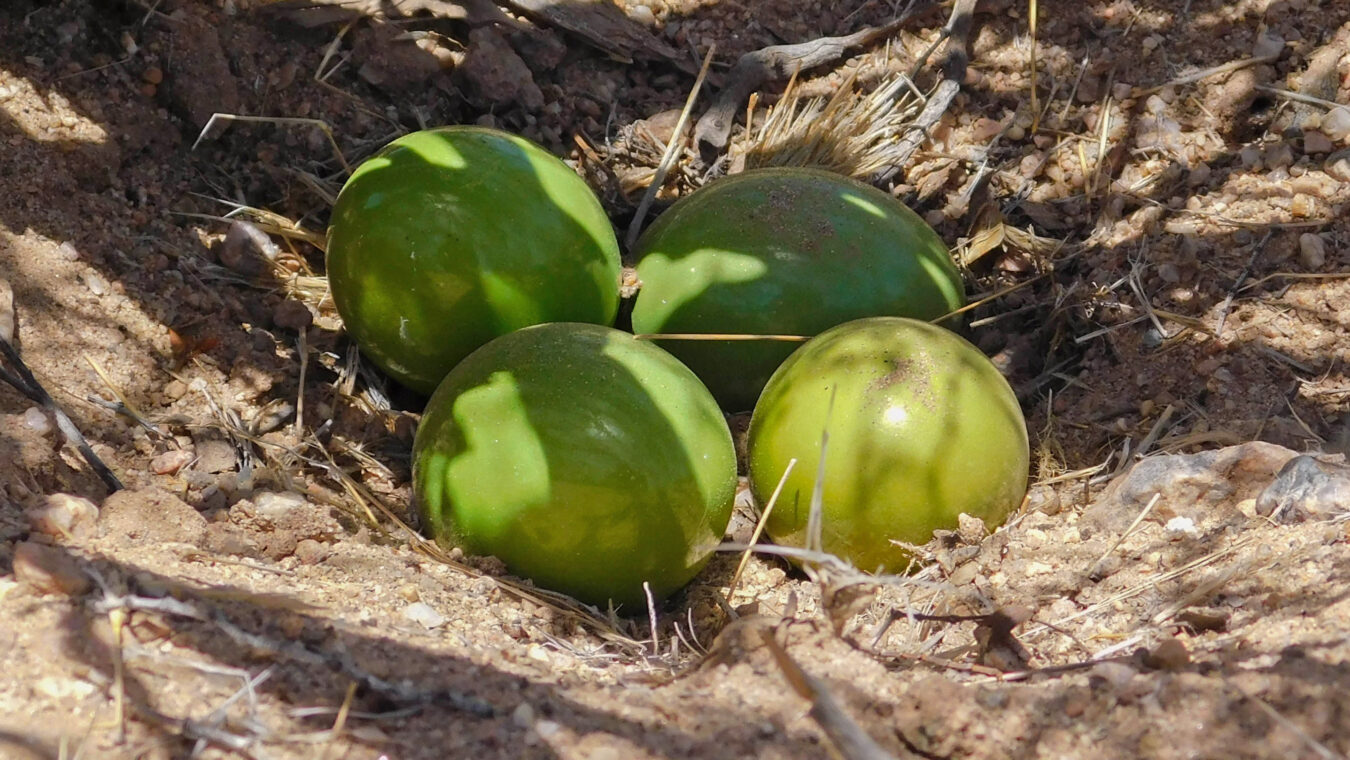large lime green eggs on the ground